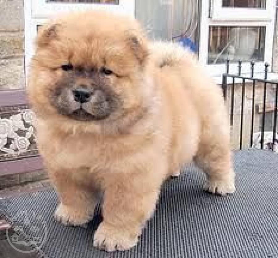 chow chow puppy breeders