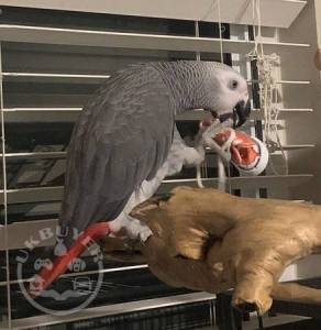 Tamed African grey parrot , cage & toys 
