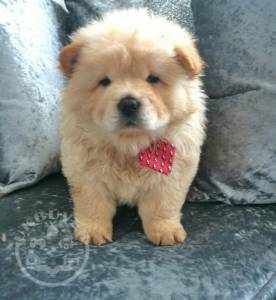 Gorgeous Red Chow Chow Puppies For Sale