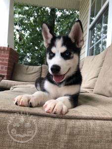 Siberian Husky Puppies 11 Weeks Old Ready To Leave
