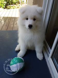 !!Samoyed Puppies for sale males and females Readyy