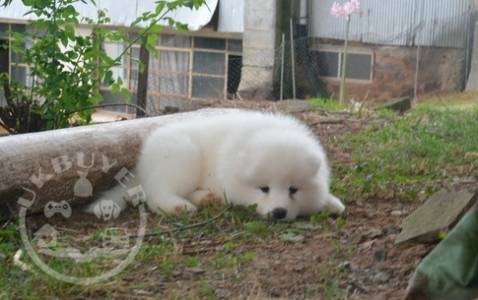 Very playful Samoyed Puppies For Sale