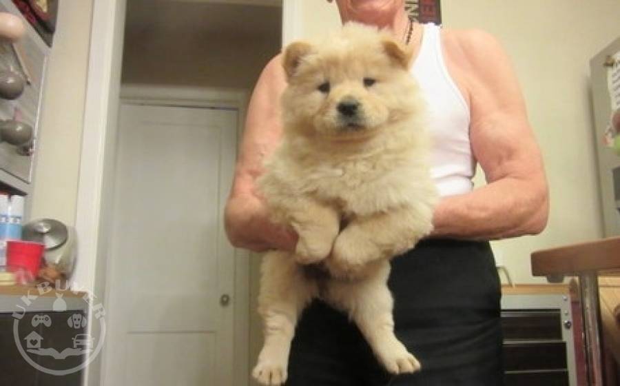 cream chow puppies for sale Dogs GUILDFORD UK Buyer