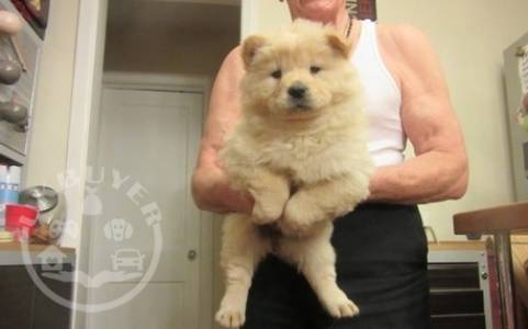 !!!!cream chow puppies for sale