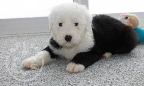 Wonderful Old English Sheepdog puppies for sale