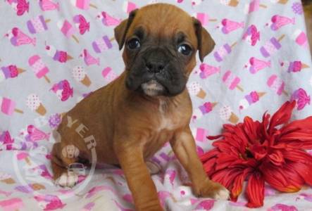 beautiful litter of boxer   For Sale