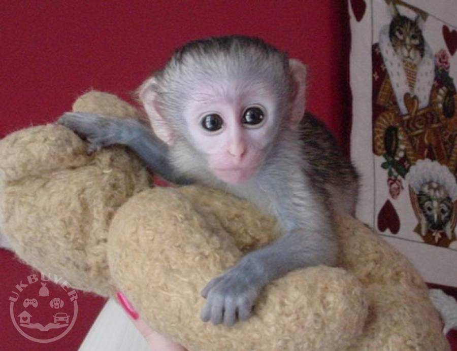 Google Approved Housebroken Pygmy Marmoset Capuchin Monkeys Exotic Animals Wales Uk Buyer Animals Classified Ads In Britain