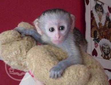 Google Approved Housebroken Pygmy Marmoset & Capuchin Monkeys