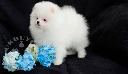 Quality pomeranian  Puppies For Re-homing
