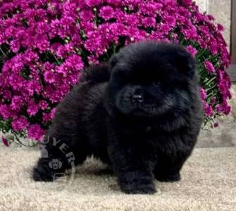 Healthy chow chow  Puppies