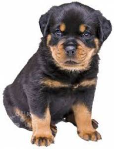 Quality Golden rottweiler puppies for sale