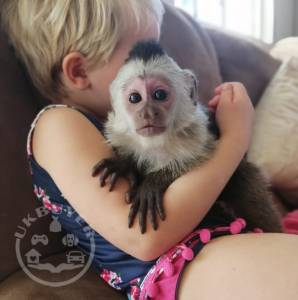 Google Approved Trained Capuchin & Marmoset