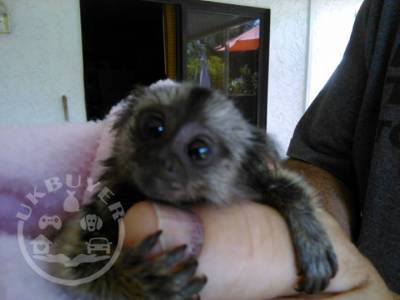 Housebroken Pygmy Marmoset Monkey