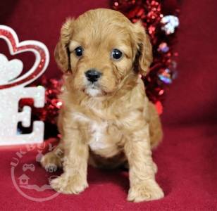 Quality Golden cavapoo puppies for sale
