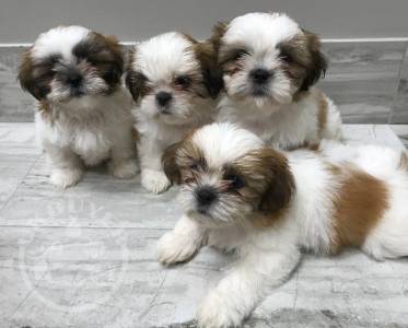 Male and female Shih tzu pup for pet lovers