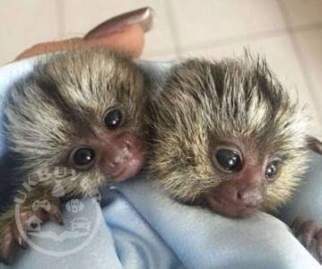 Europe Approved Housebroken Pygmy Marmoset Monkeys