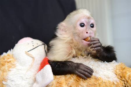 Google Approved Housebroken Capuchin Monkeys