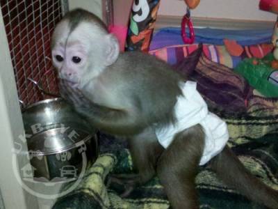 Magnificent Diaper & House Trained Baby Capuchin Monkeys