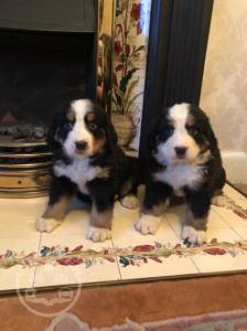 Quality Golden bernese mountain dog puppies for sale