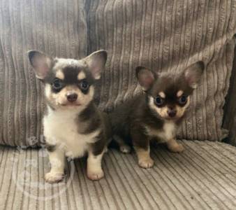 Quality Golden chihuahua puppies for sale