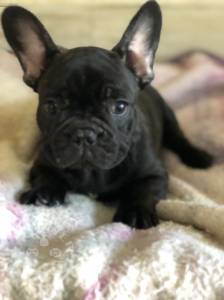 Male and female French bulldog  pup