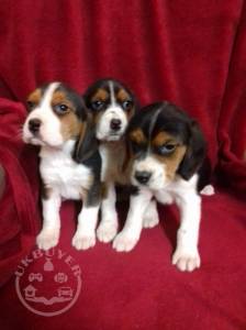 Quality Golden beagle  puppies for sale
