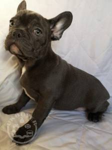 Healthy Golden french bulldog   Puppies ready now