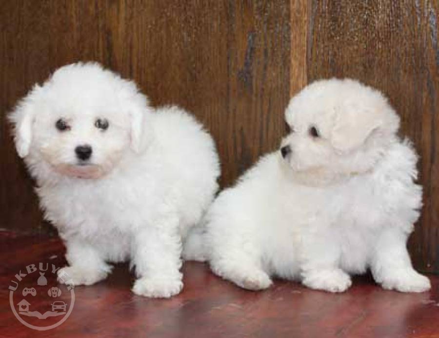 super dream bichon frise puppies ready now Dogs BACUP