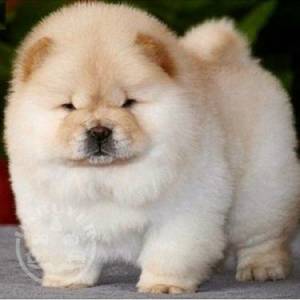 beauitful sweet chow chow  ready now