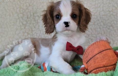 beauitful sweet cavalier king charles ready now