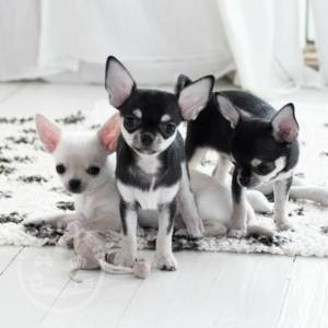 Kennel Club Registered Chihuahuas For Sale