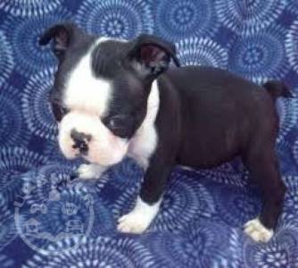 +++ Update + Favorable Chucky boston terrier ready