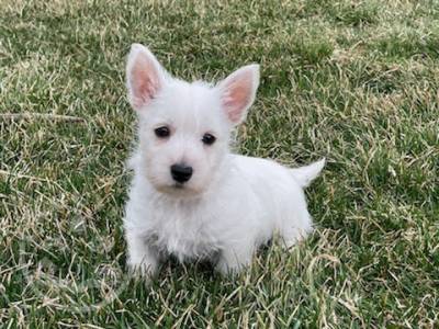 Gorgeous Sweet west highland terrier playful pup