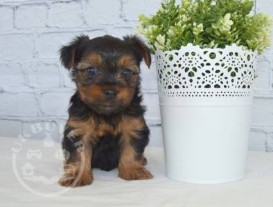 Bonjour Gorgeous  playful  yorkshire terrier pups Mia**