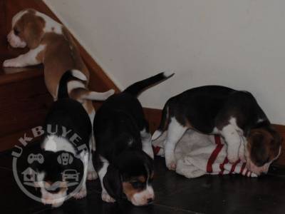 Lovely Beagle puppies available.