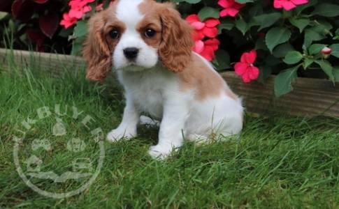 Gorgeous Sweet cavalier king charles   playful pup