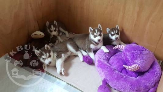 Gorgeous Siberian Husky Puppies .whatsapp me at: +447418348600