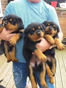 Rottweiler Puppies Girls and boys For Sale..whatsapp me at: +447418348600
