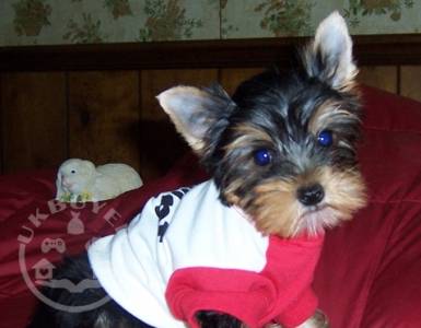 Yorkshire Terrier Puppies..whatsapp me at: +447418348600