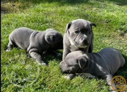 Blue Staffy Pups With Mum and Dad.