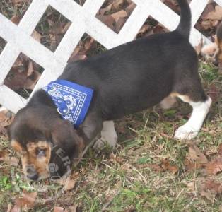 Beagle Puppies For Sale....