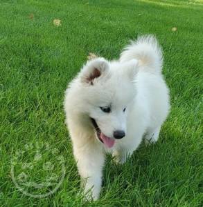 KC registered Samoyed puppies for sale whatsapp us 07448585283