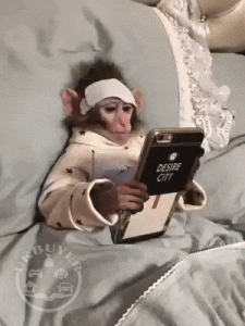 Google Approved Housebroken Ideal Pygmy Marmoset Monkeys