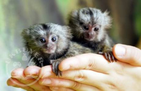 Approved Trained Capuchin & Marmoset Monkey