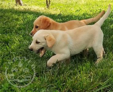 Cute male and female Labrador Retriever puppies
