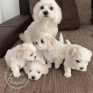 Gorgeous male and female Maltese puppies