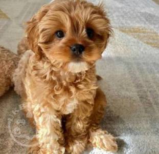 Amazing male and female Cavapoo puppies