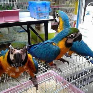 Comes With Rings Blue And Gold Macaw Parrots For Sale
