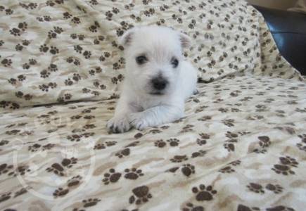 Fluff White West Highland White Terrier Puppies