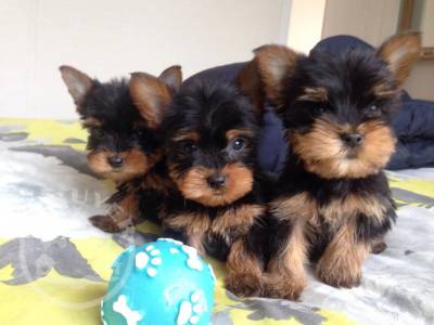 Yorkshire Terrier  Pups Available